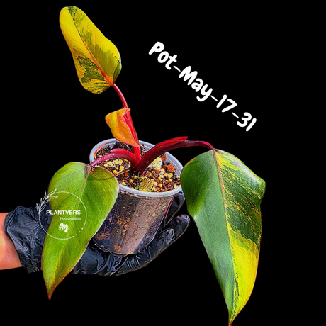 Philodendron Strawberry Shake High Variegated Live Plant - EXACT Same Plant - US Seller