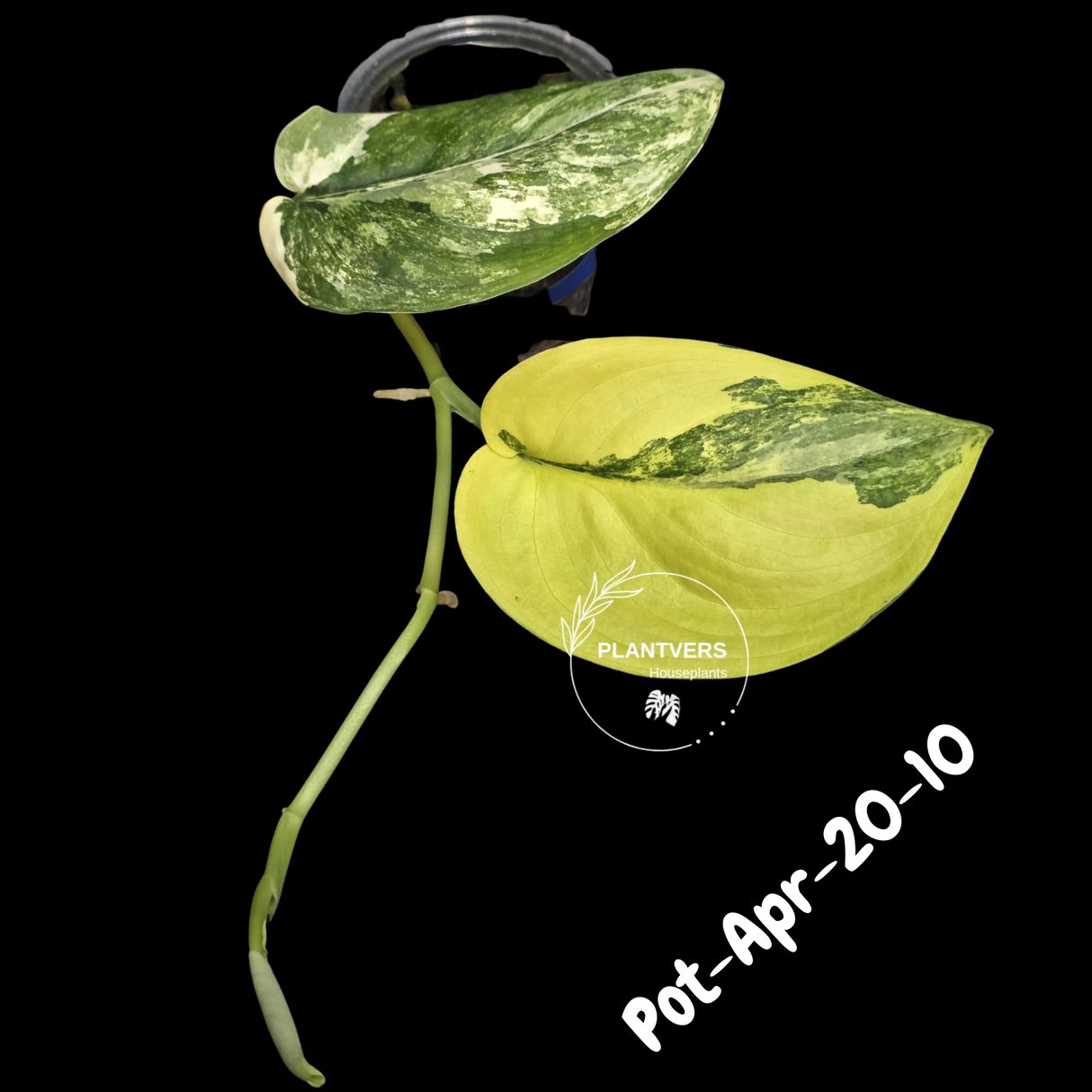 Variegated Scindapsus Jade Satin Aurea Live Plant - Collector Houseplant, Creamy White Marbling