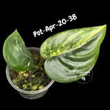 Variegated Scindapsus Jade Satin Aurea Live Plant - Collector Houseplant, Creamy White Marbling