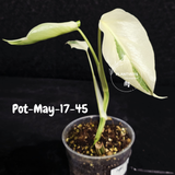 Variegated Monstera Albo - Rare Live Indoor Houseplant - Easy Care Collector Plant  - *EXACT PLANT* - US Seller