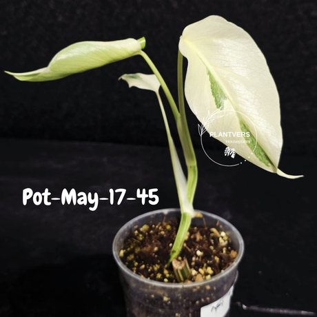 Variegated Monstera Albo - Rare Live Indoor Houseplant - Easy Care Collector Plant  - *EXACT PLANT* - US Seller