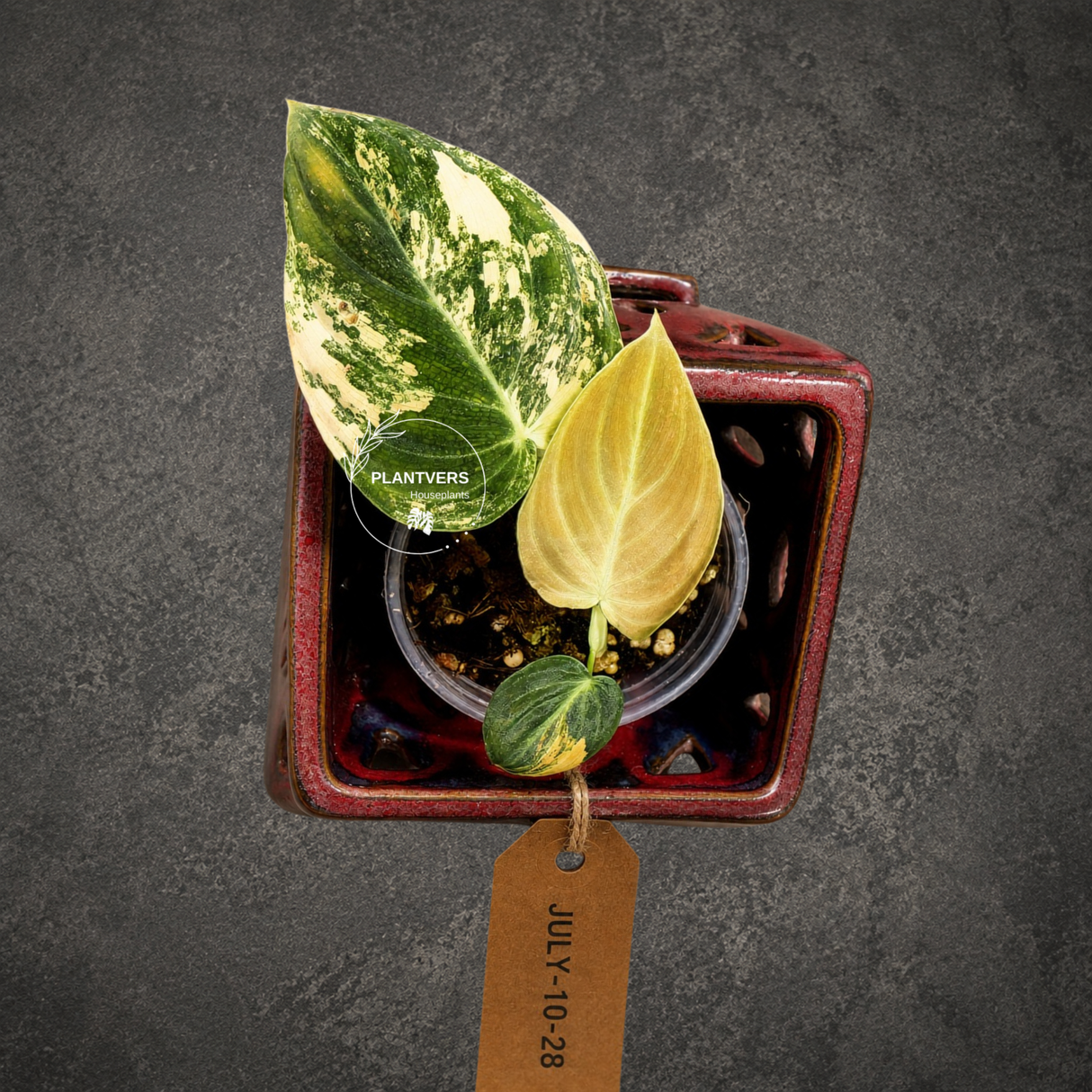 Philodendron Melanochrysum Variegated - Exact Plant - (July-10-28)