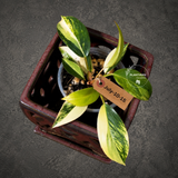 Philodendron Yellow Congo Variegated - EXACT Plant - US Seller (July-10-15)