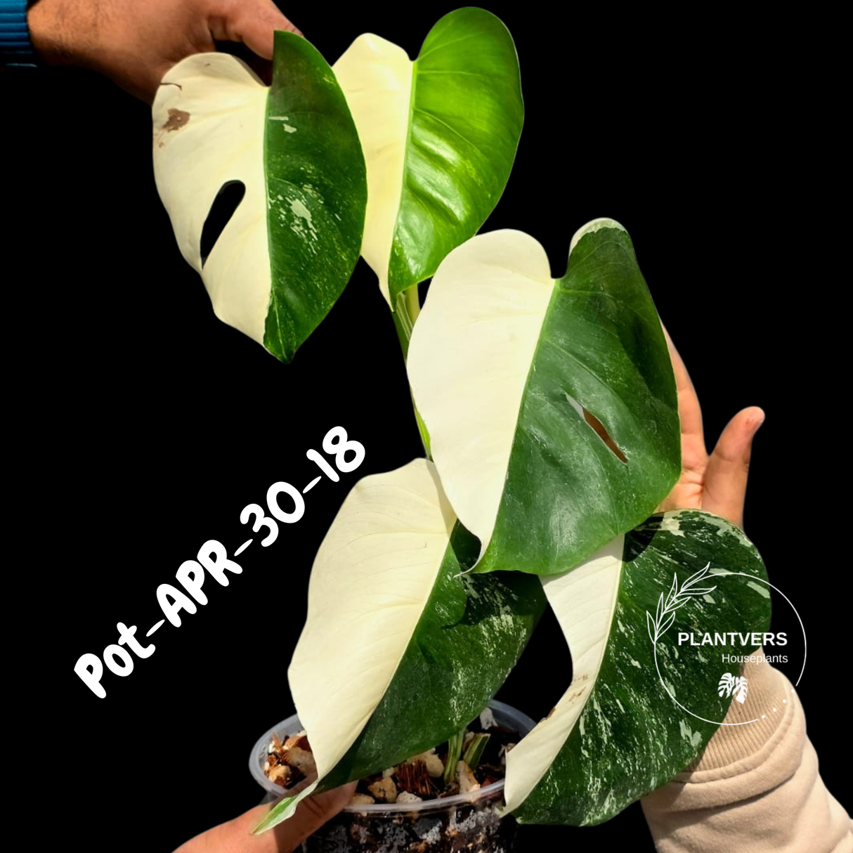 Rare Variegated Monstera Albo – Large Form White Monstera Borsigiana (Exact Plant)
