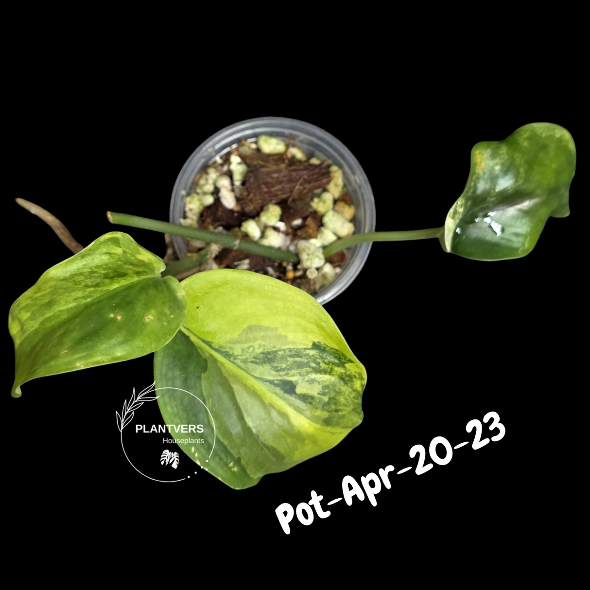 Variegated Scindapsus Jade Satin Aurea Live Plant - Collector Houseplant, Creamy White Marbling