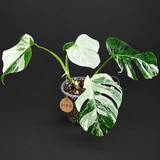 Monstera Albo - Rare Variegated Monstera Borsigiana Albo - Rare Collector Plant - White Monstera Albo - EXACT Same Plant - US Seller