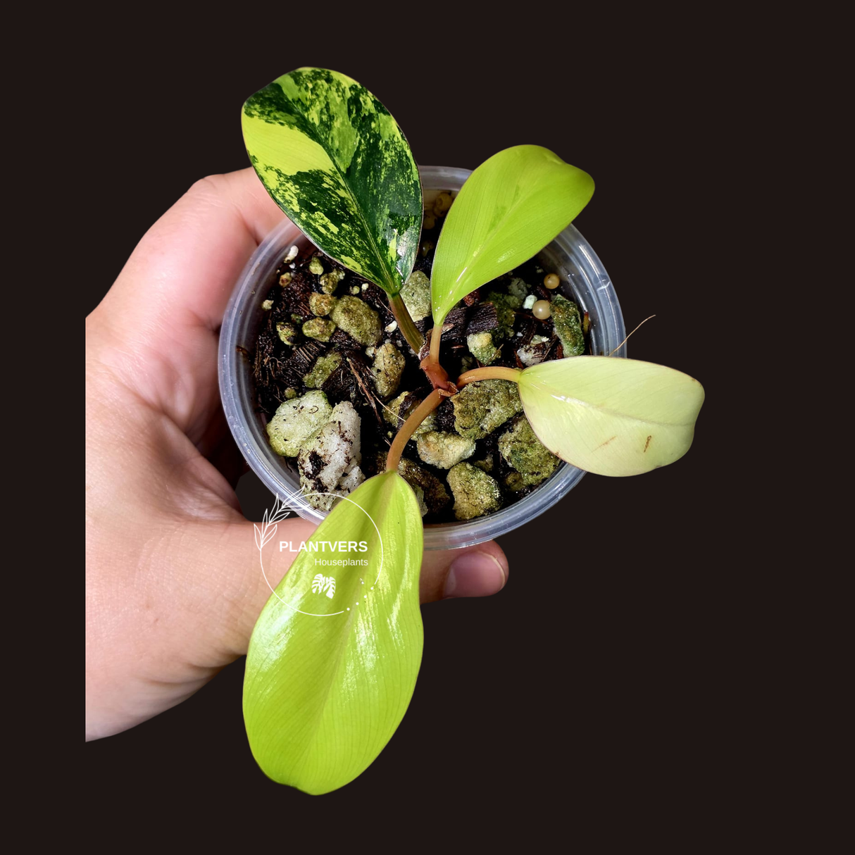 Philodendron Yellow Congo Variegated - EXACT Plant - US Seller (June-09-27)