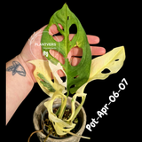 Variegated Monstera Adansonii Albo Plant Live - Rare Swiss Cheese EXACT Same Plant - Half-Moon Leaf - Collector's Aroid - US Seller