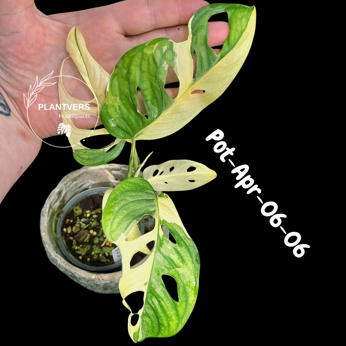 Variegated Monstera Adansonii Albo Plant Live - Rare Swiss Cheese EXACT Same Plant - Half-Moon Leaf - Collector's Aroid - US Seller