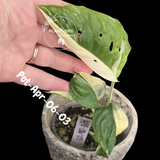 Variegated Monstera Adansonii Albo Plant Live - Rare Swiss Cheese EXACT Same Plant - Half-Moon Leaf - Collector's Aroid - US Seller