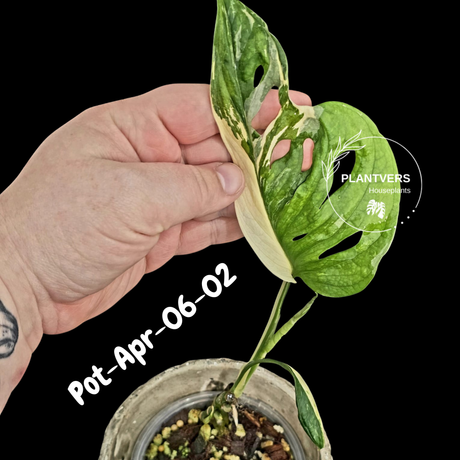 Variegated Monstera Adansonii Albo Plant Live - Rare Swiss Cheese EXACT Same Plant - Half-Moon Leaf - Collector's Aroid - US Seller
