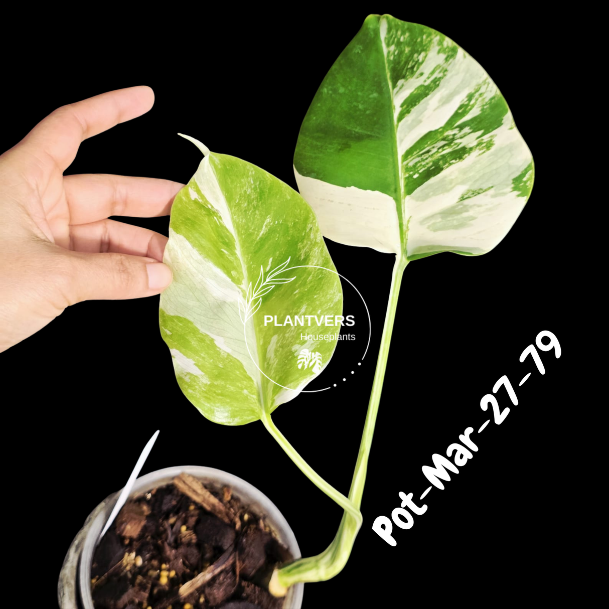 Mature Monstera Albo Variegata – Large Established White Monstera | Exact Plant Listing