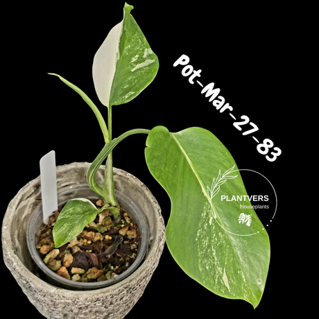 Variegated Monstera Albo - Rare Live Indoor Houseplant - Easy Care Collector Plant  - *EXACT PLANT* - US Seller