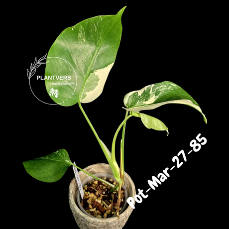 Mature Monstera Albo Variegata – Large Established White Monstera | Exact Plant Listing