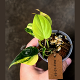 Variegated Philodendron Mican Aurea - Rare Exact Plant - (July-13-19)