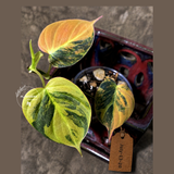 Variegated Philodendron Mican Aurea - Rare Exact Plant - (July-13-20)