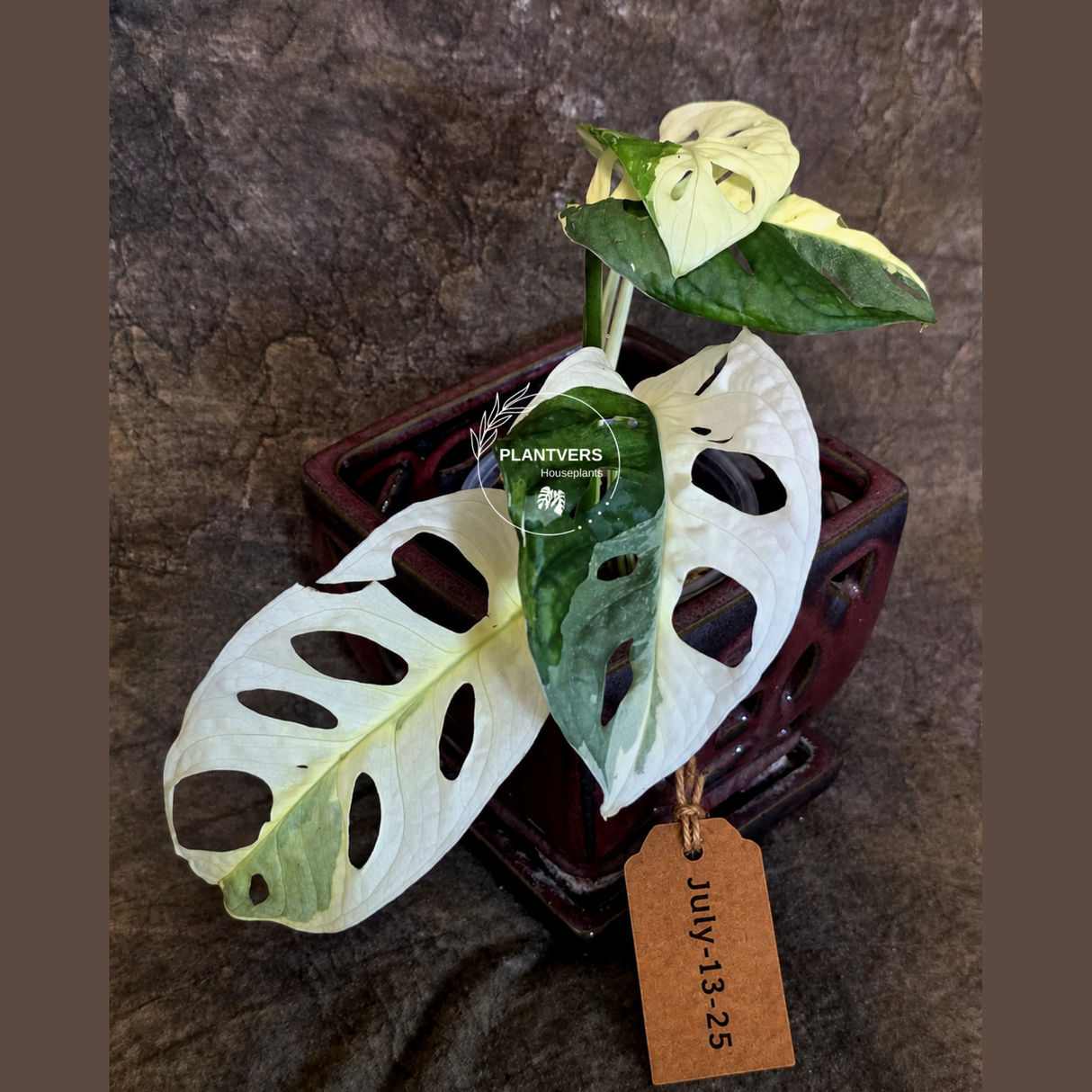 Variegated White Monstera Adansonii Albo - Exact Plant - (July-13-25)