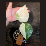 Variegated Monstera Albo - White Monstera - US Seller (July-13-37)