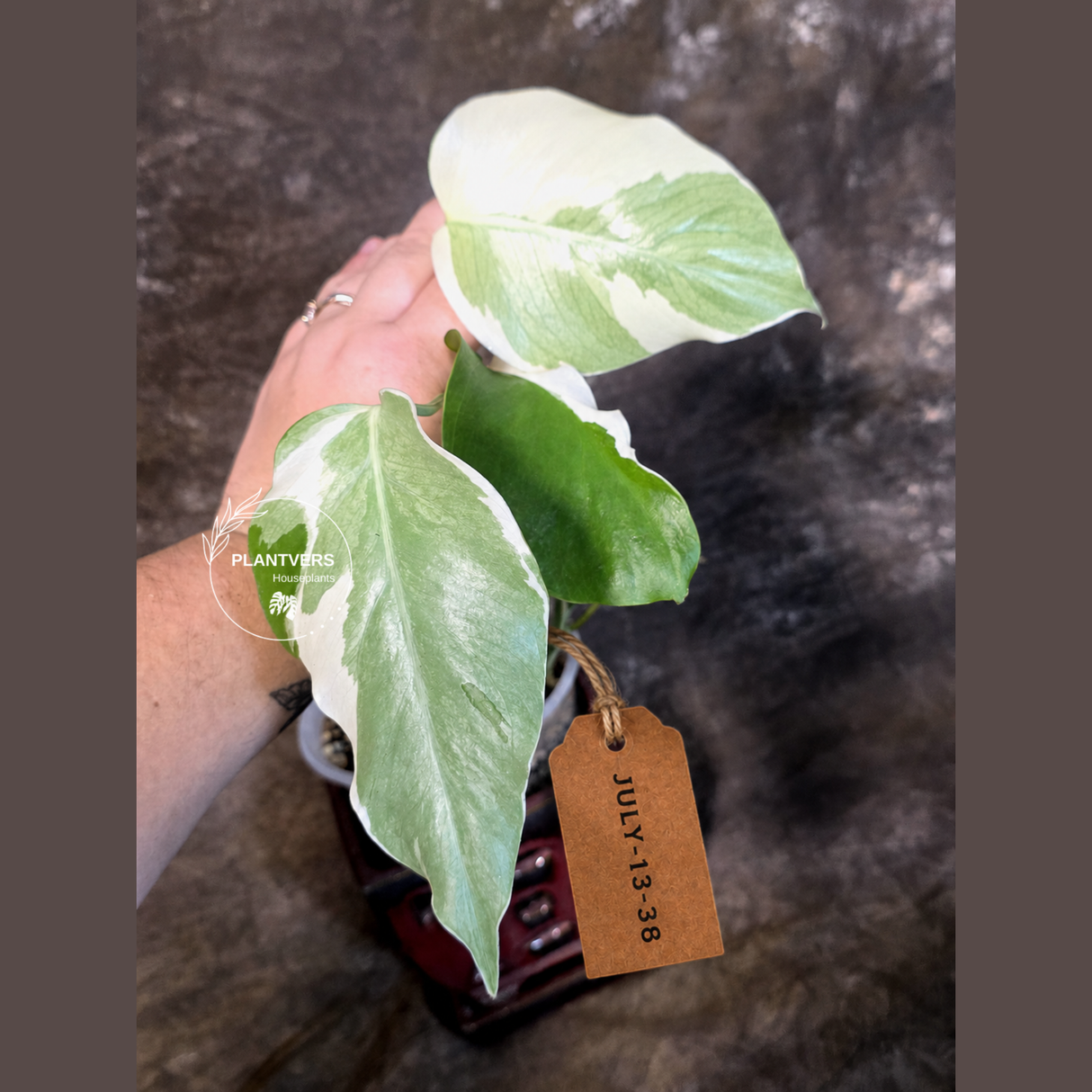 Variegated Monstera Albo - White Monstera - US Seller (July-13-38)