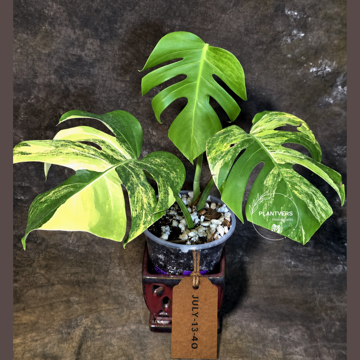 Monstera Borsigiana Aurea Variegated - Exact Rare Plants (July-13-40)