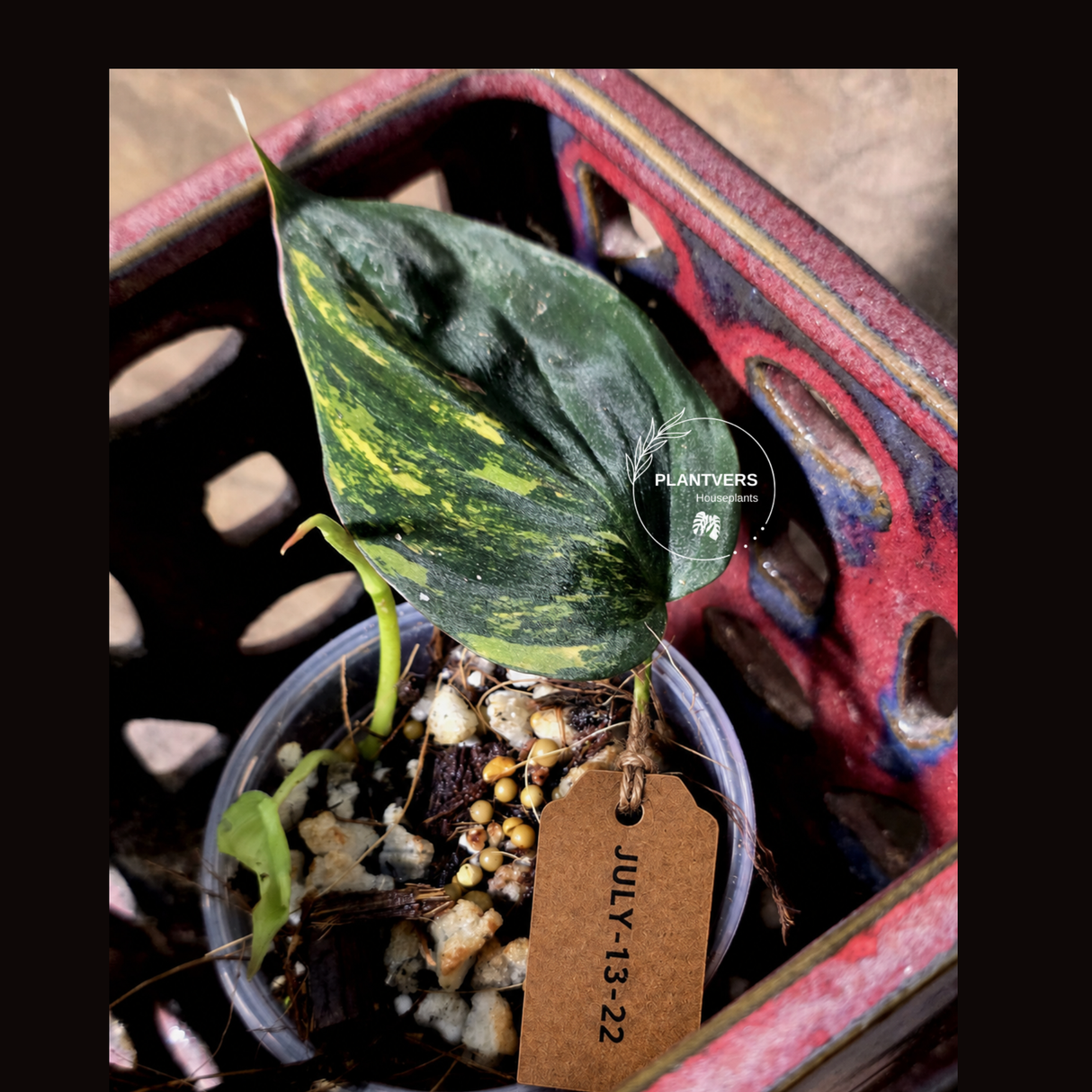 Variegated Philodendron Mican Aurea - Rare Exact Plant - (July-13-22)