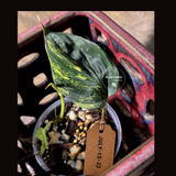 Variegated Philodendron Mican Aurea - Rare Exact Plant - (July-13-22)