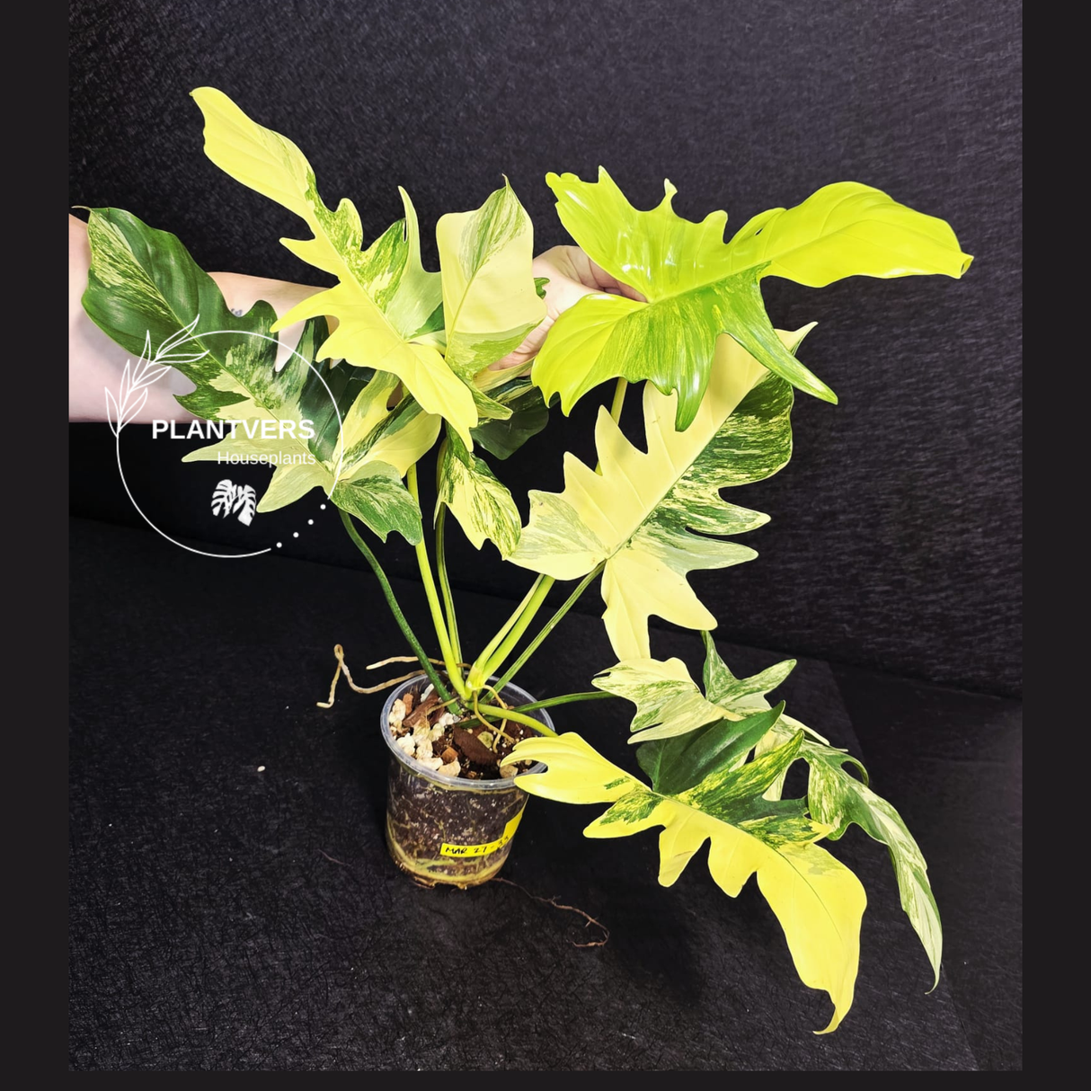 Philodendron Florida Beauty x Mayoi 