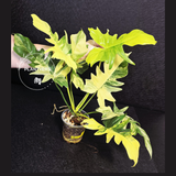 Philodendron Florida Beauty x Mayoi 