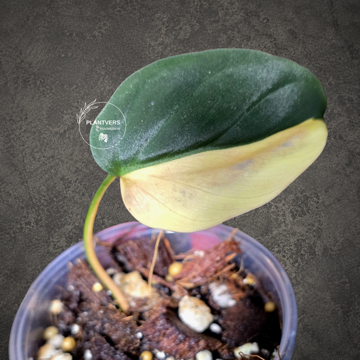 Variegated Philodendron Mican Aurea - Rare Exact Plant - (July-13-21)