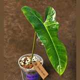 Variegated Philodendron Florida Beauty x Billietiae - Exact Plant - (July-13-41)