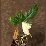 Variegated Golden Dragon Philodendron - EXACT Plant - (July-13-44)