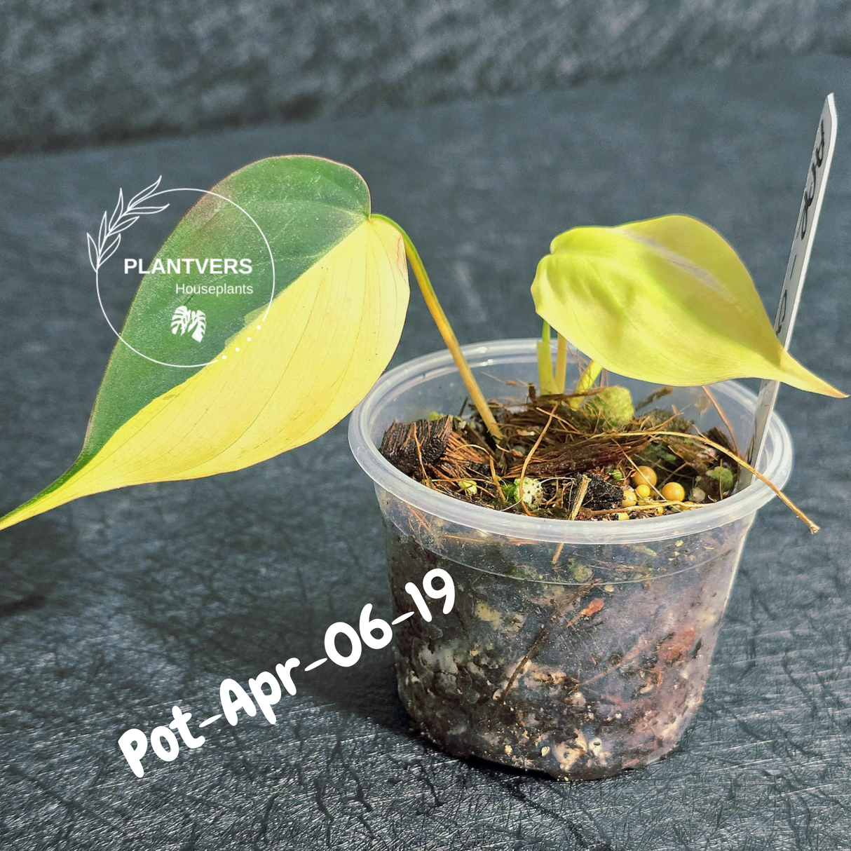 Variegated Philodendron Mican Aurea - Rare Collector Plant - EXACT Plant - US SELLER