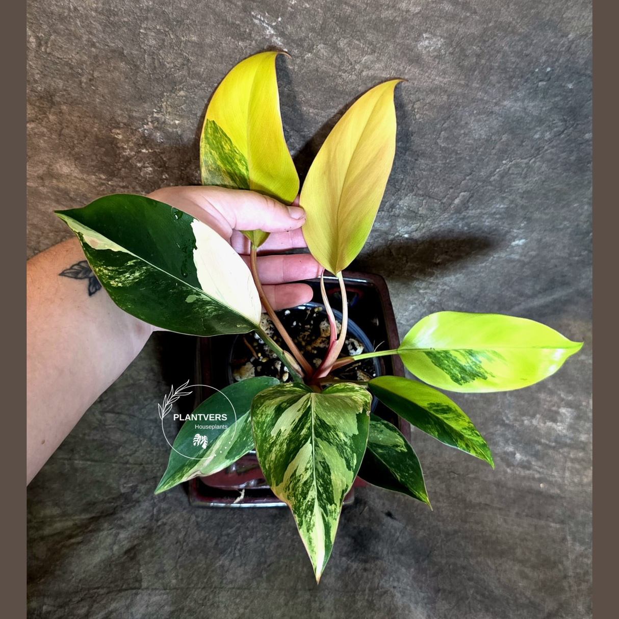 Philodendron Yellow Congo Variegated - EXACT Plant - (July-14-16)