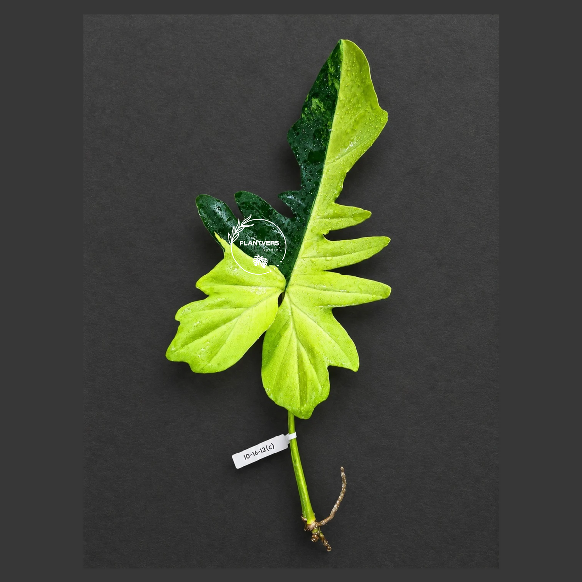 Philodendron Florida Beauty x Mayoi Variegated Cutting - Rare Live Plant - Exact Cutting - US SELLER