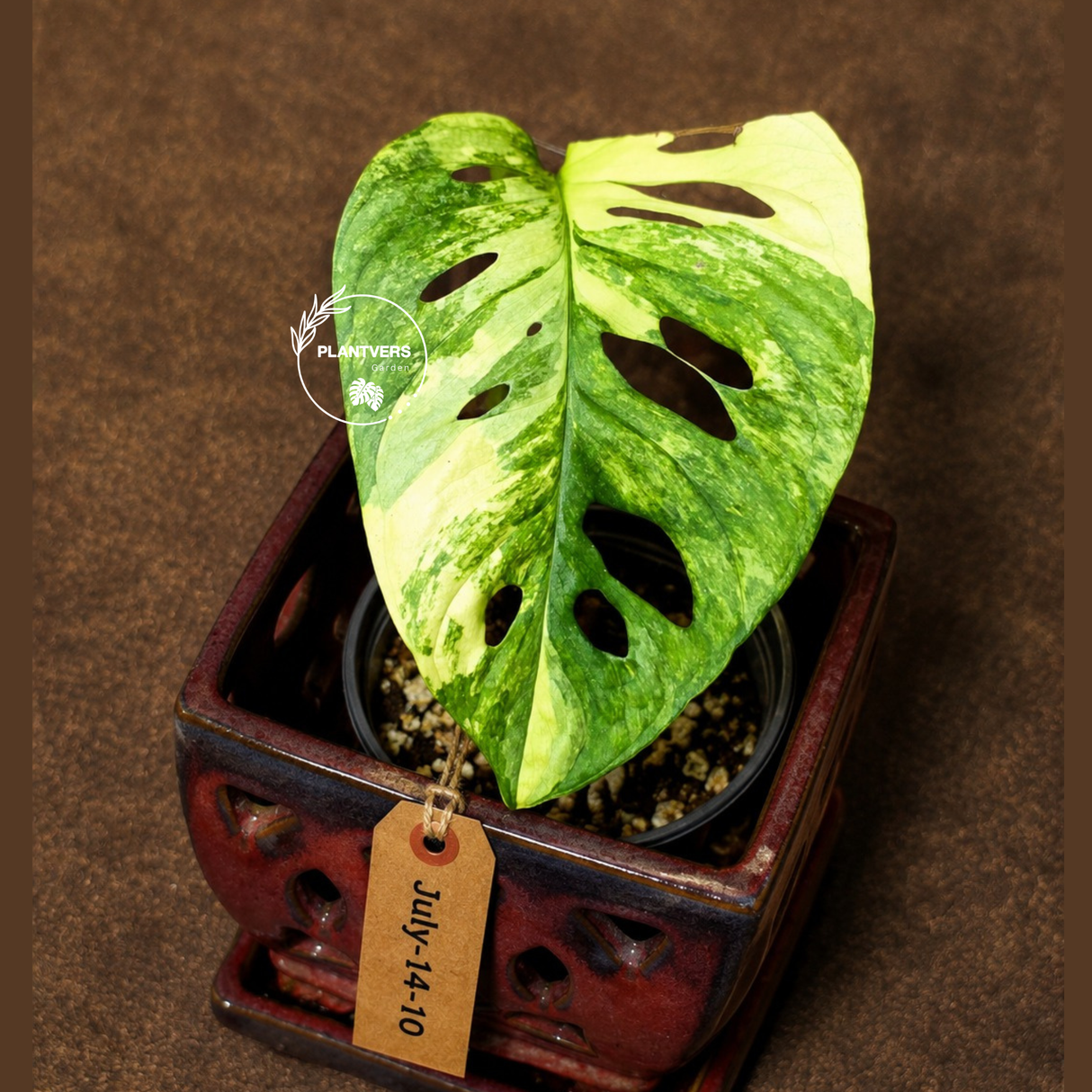 Monstera Adansonii Aurea Variegated - Rare Exact Plant - (July-14-10)