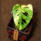 Monstera Adansonii Aurea Variegated - Rare Exact Plant - (July-14-10)