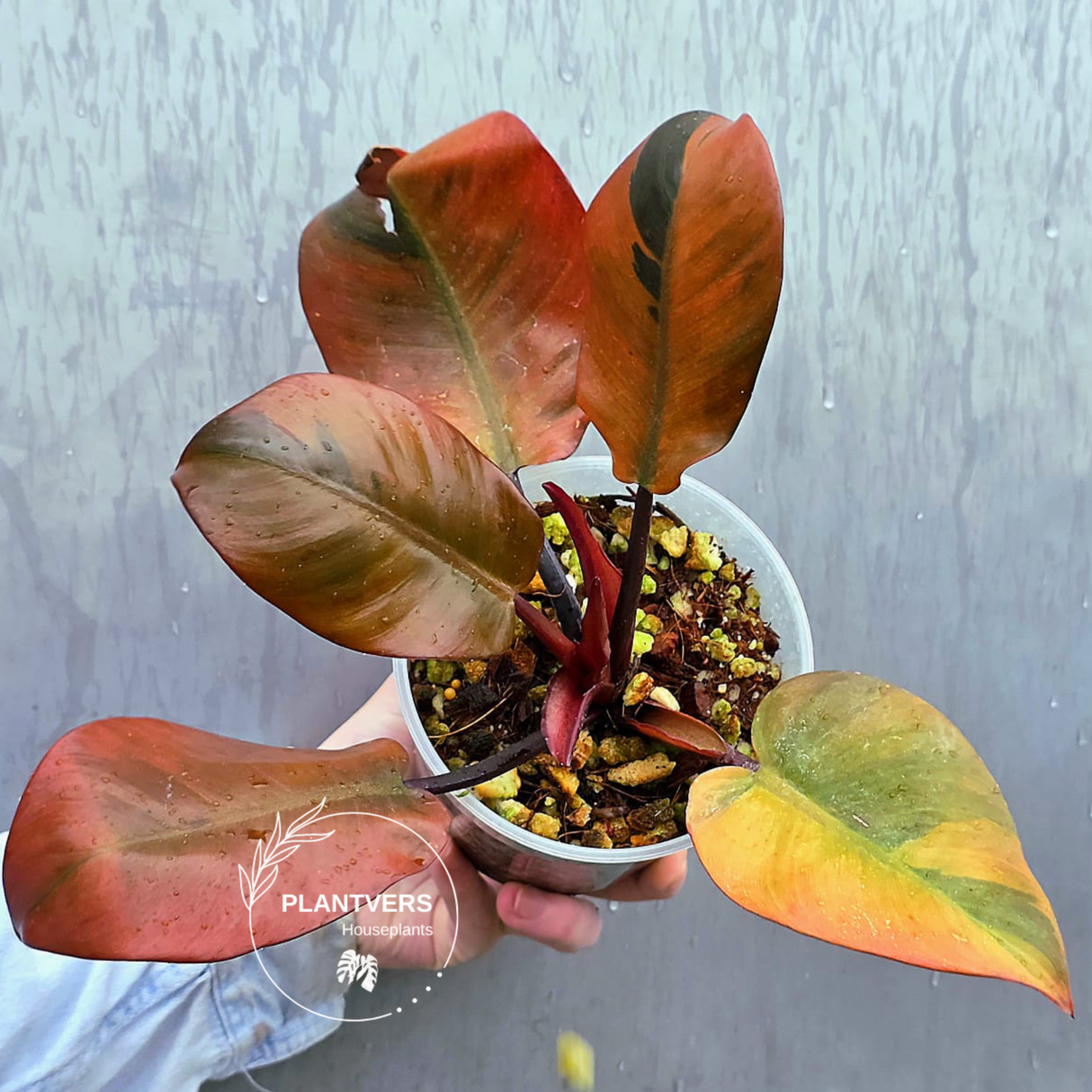 Variegated Black Cardinal Philodendron - Rare Collector Plant - Very Hard to come by - EXACT Same Plant - US Seller