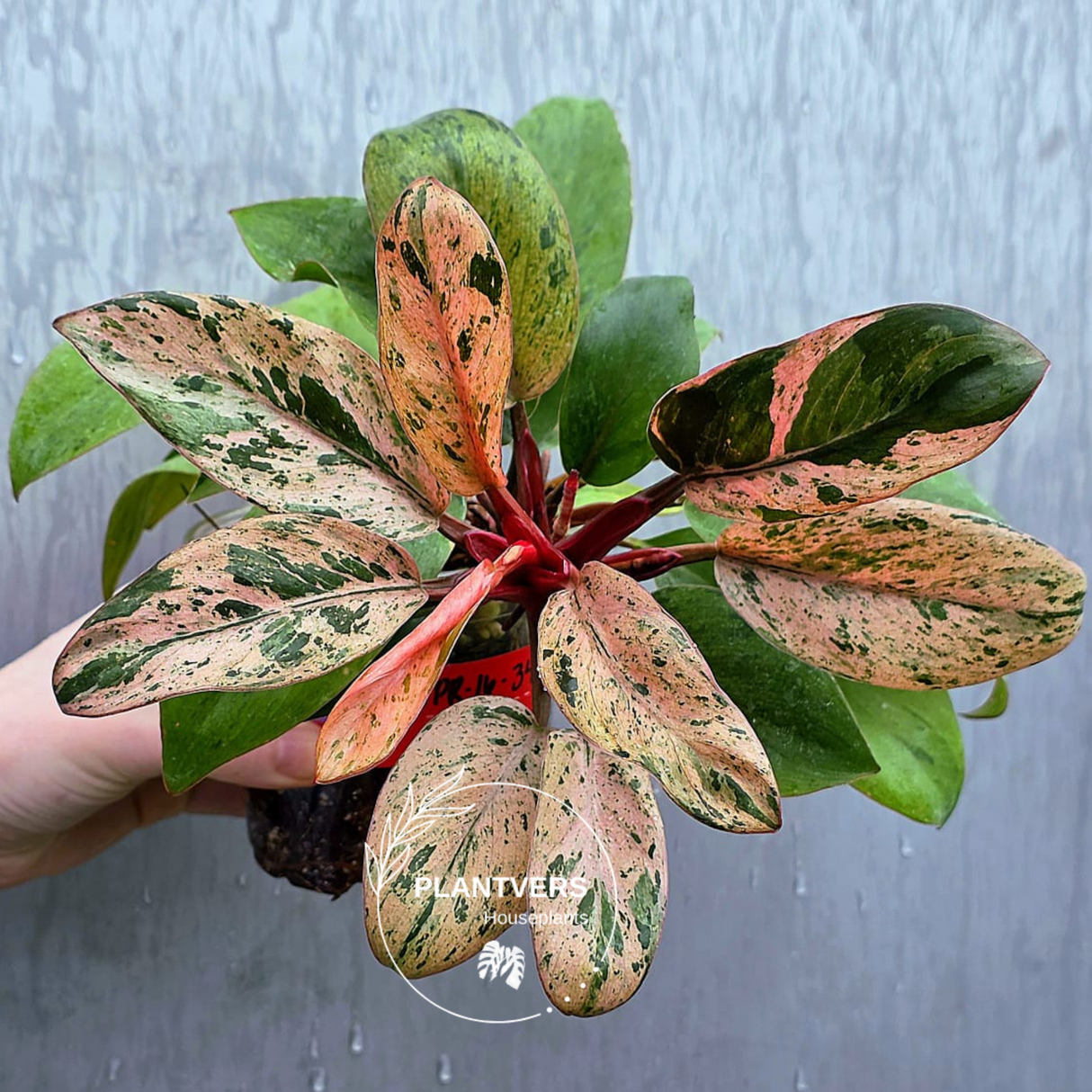Philodendron Red Congo Variegated - Red Congo Mint Hybrid Rare Plants - Hard to Come By - EXACT Plant - US Seller
