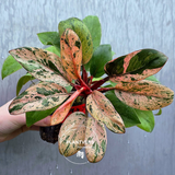 Philodendron Red Congo Variegated - Red Congo Mint Hybrid Rare Plants - Hard to Come By - EXACT Plant - US Seller