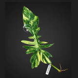 Philodendron Florida Beauty x Mayoi Variegated Cutting - Rare Live Plant - Exact Cutting - US SELLER