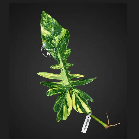 Philodendron Florida Beauty x Mayoi Variegated Cutting - Rare Live Plant - Exact Cutting - US SELLER
