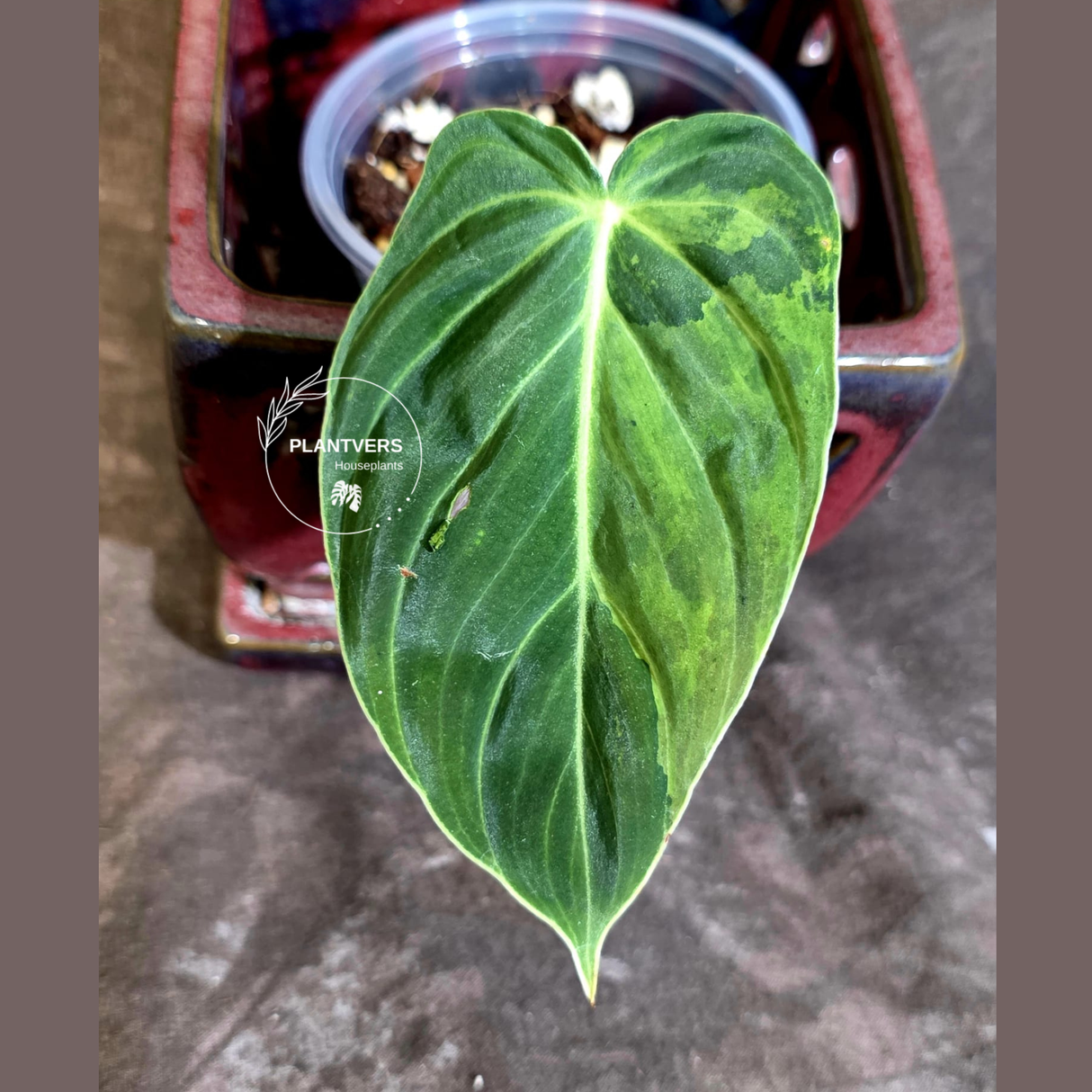 Philodendron Melanochrysum Variegated - Rare EXACT Plant - (June-16-42)