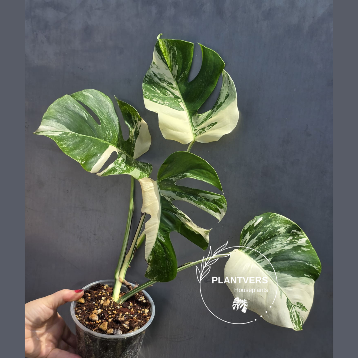 Variegated Monstera Albo Plant