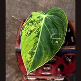 Philodendron Melanochrysum Variegated - Rare EXACT Plant - (June-16-44)