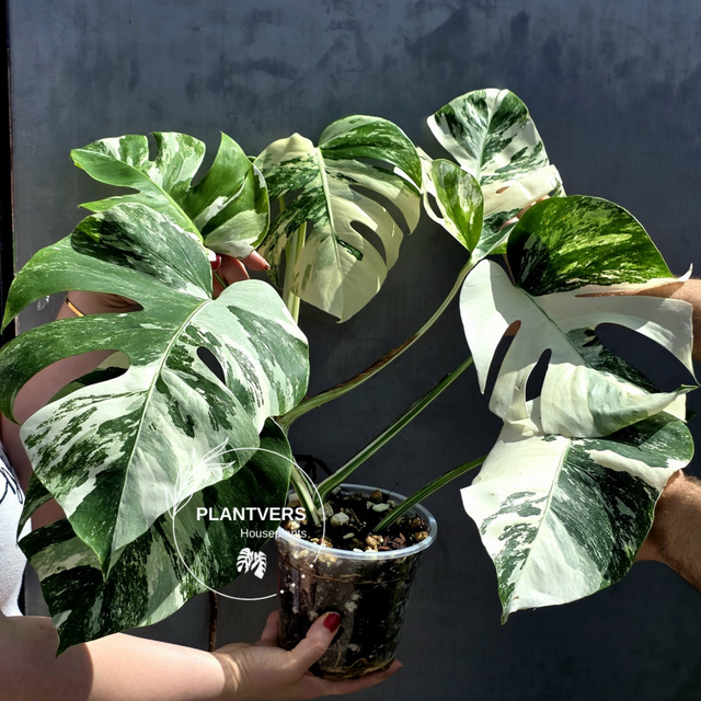 White Monstera Albo Mature Plant