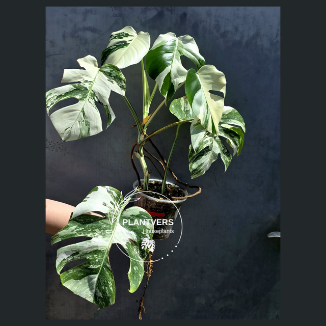 White Monstera Albo Plant