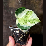 Epipremnum Global Japan - EXACT Japanese Global Pothos - (June-16-48)