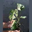 Variegated Monstera Albo Plant