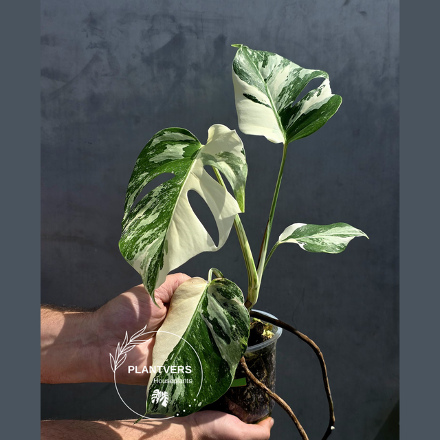 Variegated Monstera Albo Plant
