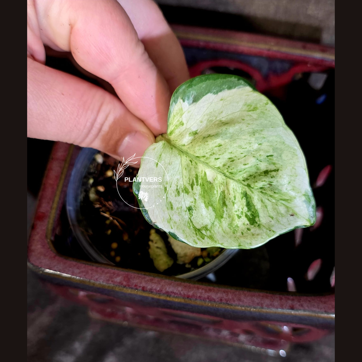 Epipremnum Global Japan - EXACT Japanese Global Pothos - (June-16-49)